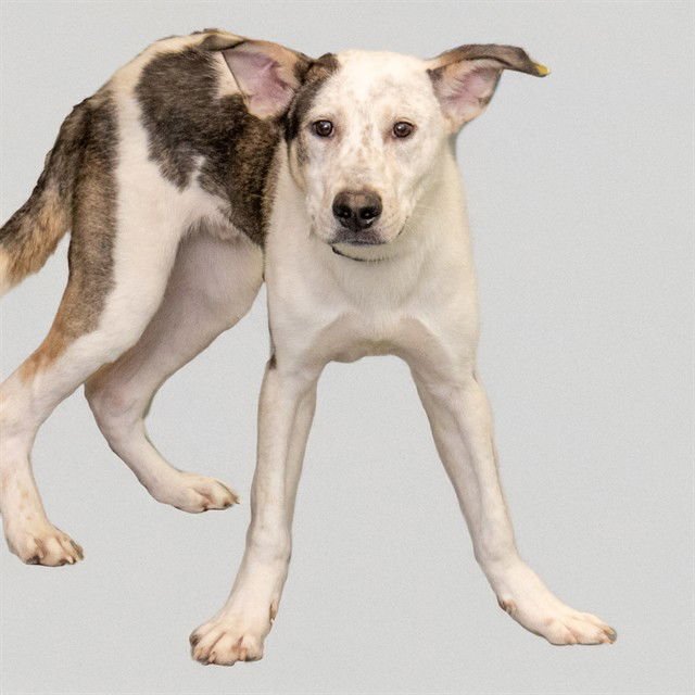 MILO - Australian Cattle Dog/Blue Heeler available for adoption