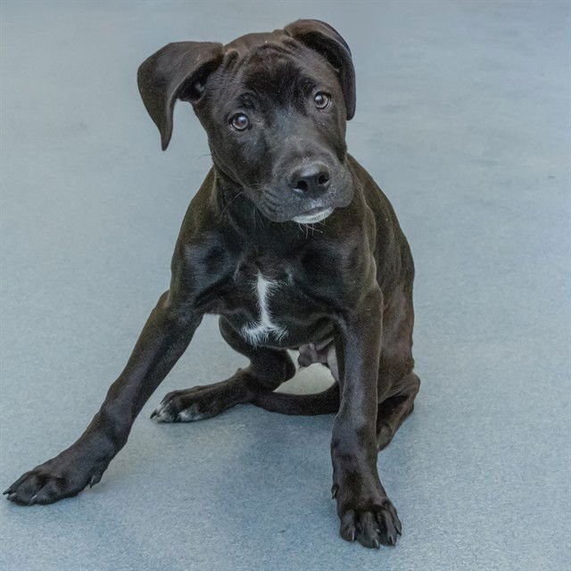 DEWEY - Labrador Retriever available for adoption