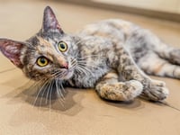 TRIXIE VON TORTIE - Photo 1