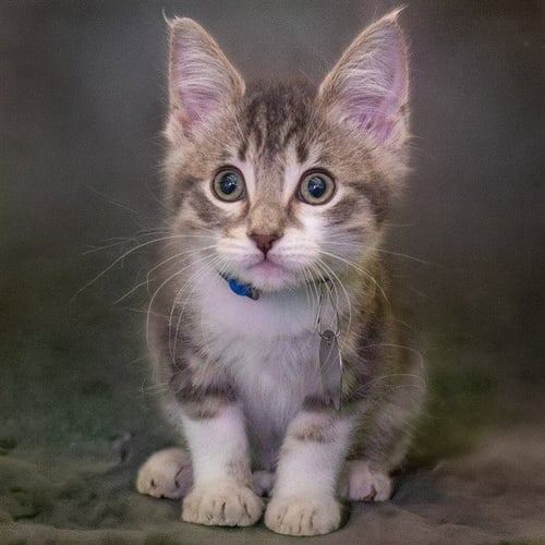 DOPEY - Domestic Short Hair available for adoption