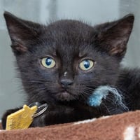 CAJUN - Photo 1