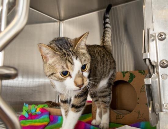 PETE - Domestic Short Hair available for adoption