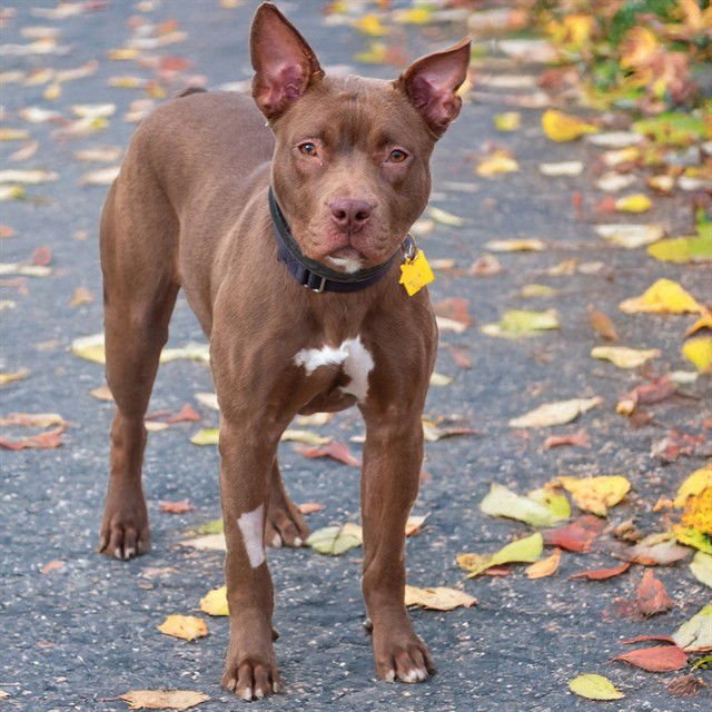 MOCHA - Pit Bull Terrier available for adoption
