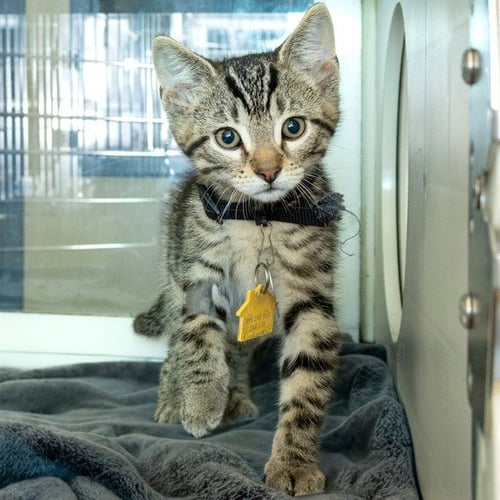FROOT LOOP - Domestic Short Hair available for adoption