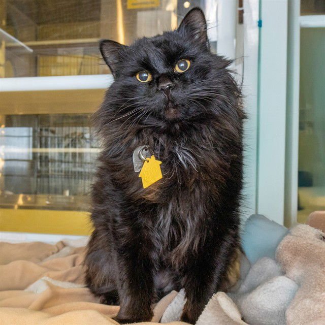 GILA - Domestic Medium Hair available for adoption