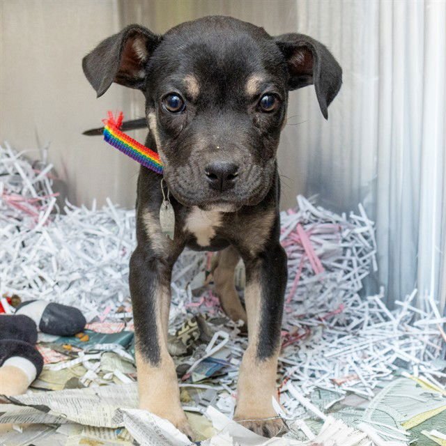 LOBSTER - Pit Bull Terrier available for adoption