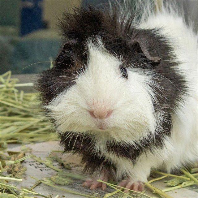 THE WACO KID - Guinea Pig available for adoption