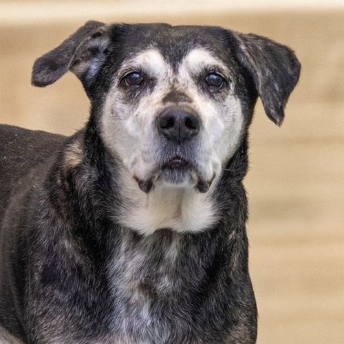 JAX - Catahoula Leopard Dog available for adoption