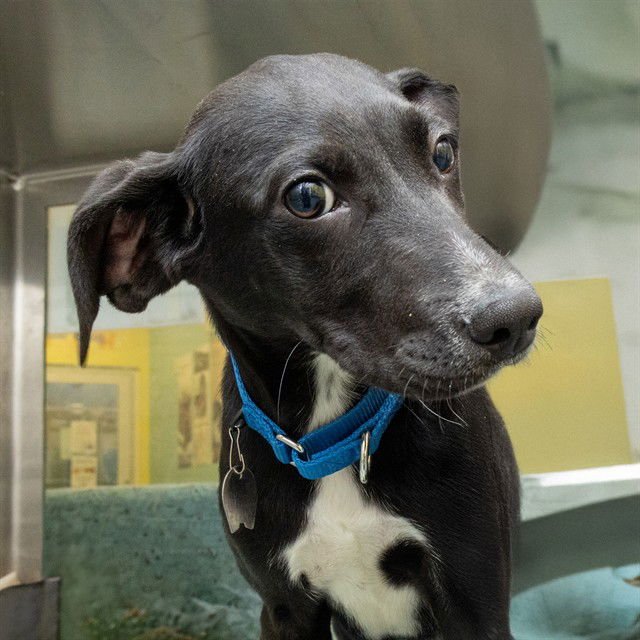 DINKY - Labrador Retriever available for adoption