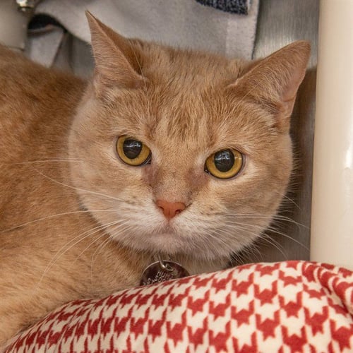 FROST - Domestic Short Hair available for adoption