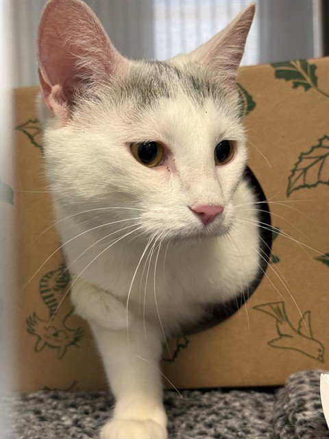 VANILLA BEAN - Domestic Short Hair available for adoption