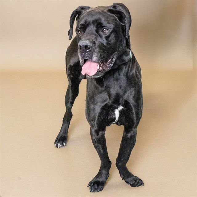 DROOLBERT - Great Dane available for adoption