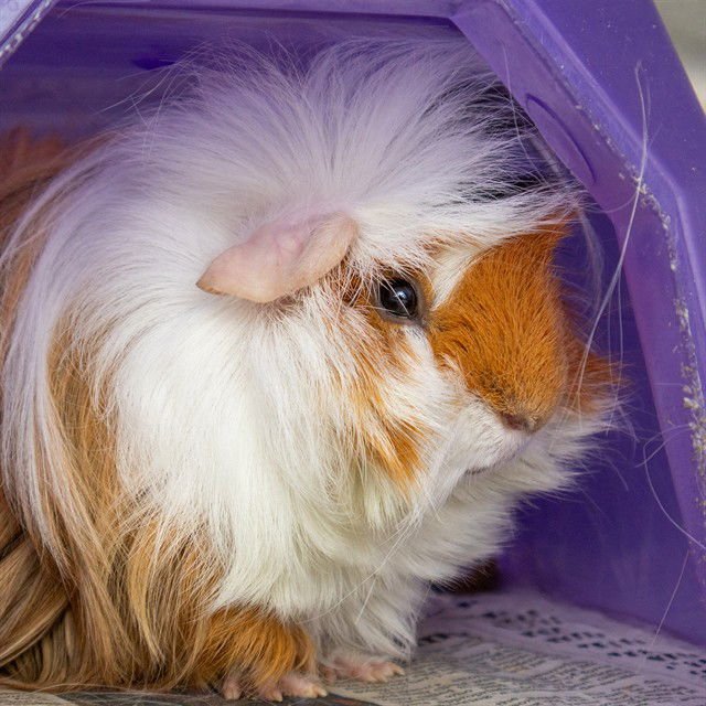 SHERIFF BART - Guinea Pig available for adoption