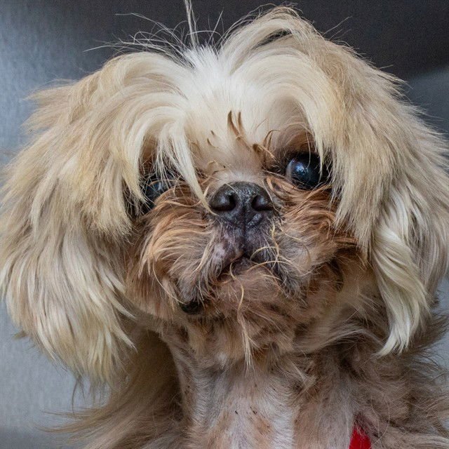 AZURA - Shih Tzu available for adoption
