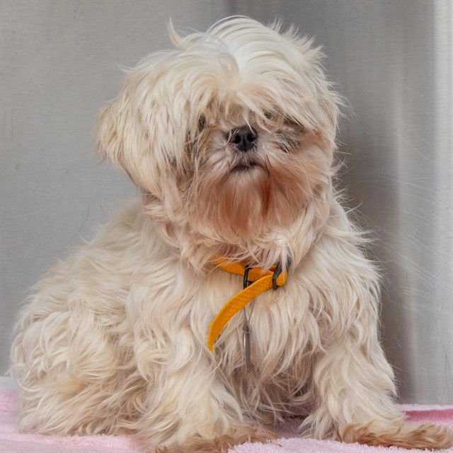 DIVA - Shih Tzu / Maltese available for adoption