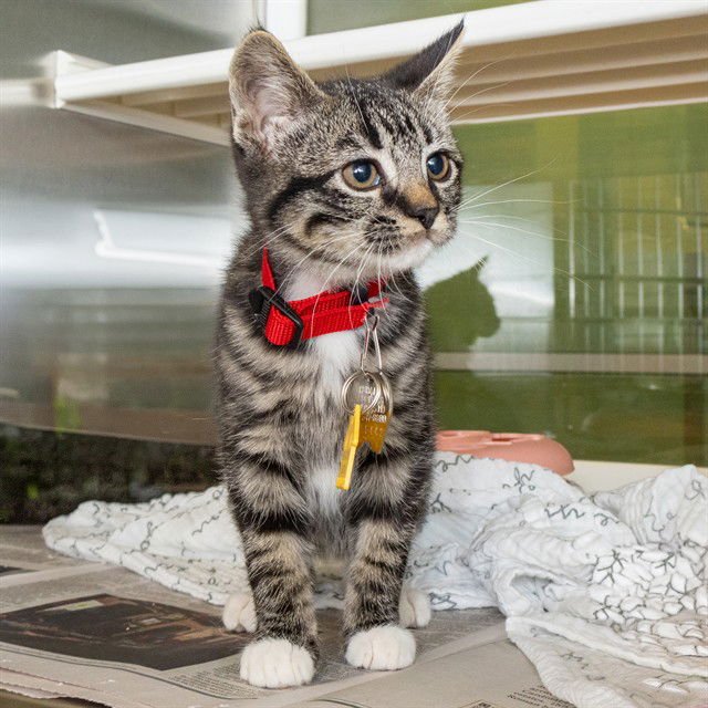 INEZ - Domestic Short Hair available for adoption