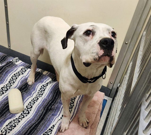 MAUI - Boxer available for adoption