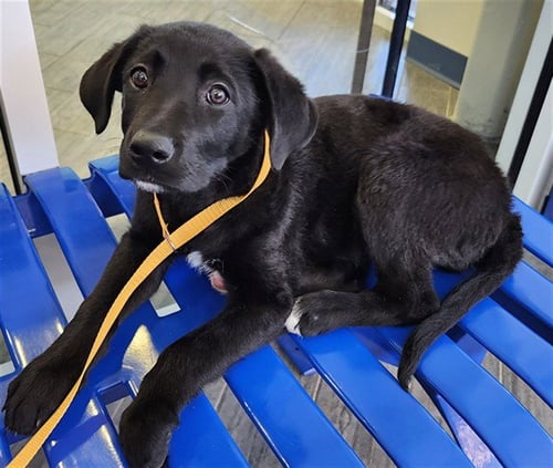 MOLLY - Labrador Retriever available for adoption