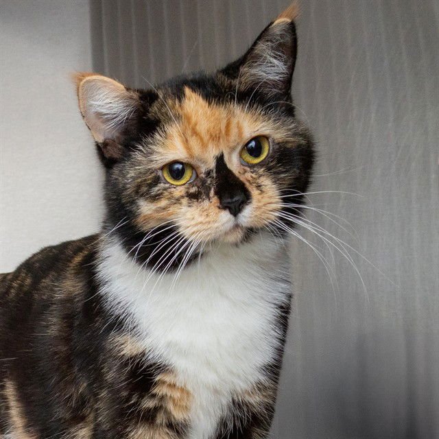 JOSIE - Domestic Short Hair available for adoption