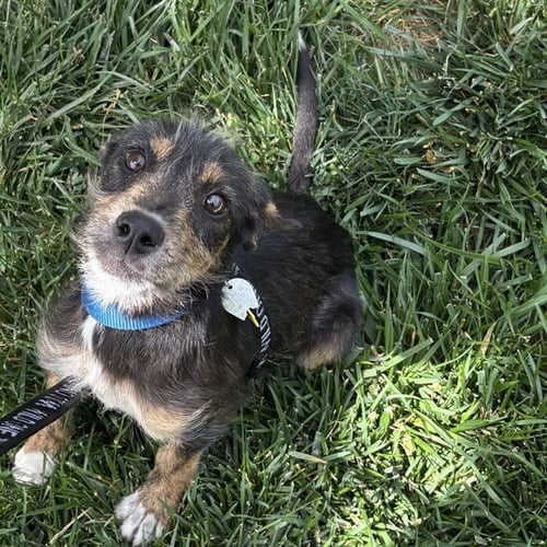 PEPSI - Black Mouth Cur / German Wirehaired Pointer available for adoption