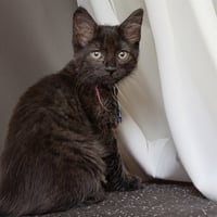 SOOT - Photo 1