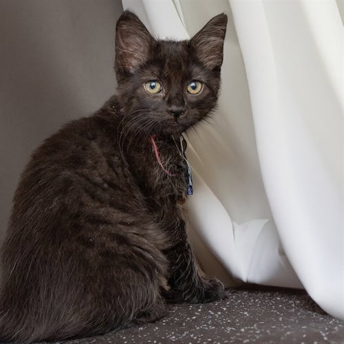 SOOT - Domestic Medium Hair available for adoption