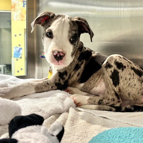 KELP - Pit Bull Terrier available for adoption