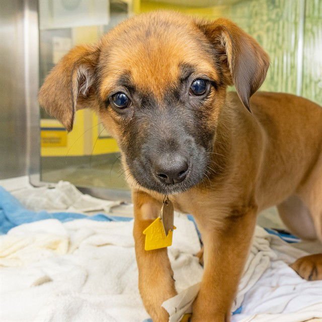 TAMALE - English Coonhound / Queensland Heeler available for adoption