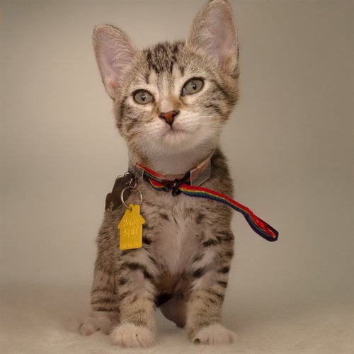 JACK HORNER - Domestic Short Hair available for adoption