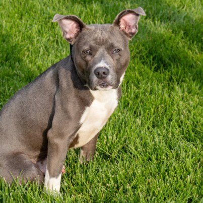 GROOVY - Pit Bull Terrier available for adoption