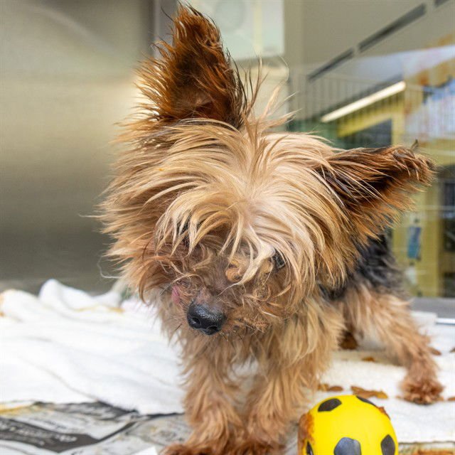 MYNX - Yorkshire Terrier Yorkie available for adoption