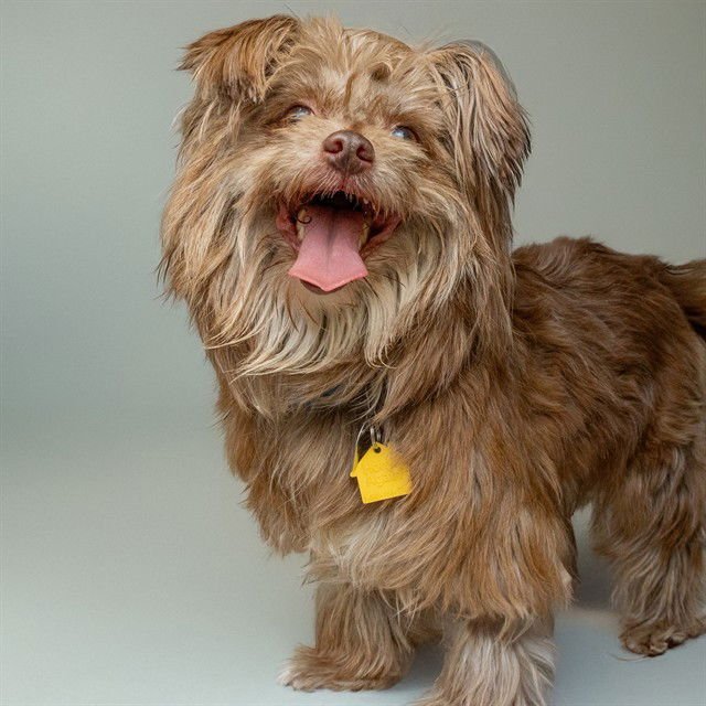 FOXY - Yorkshire Terrier Yorkie available for adoption