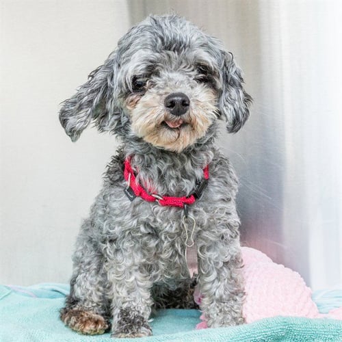 LEXUS - Poodle (Miniature) available for adoption