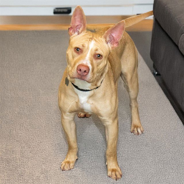 SQUIGGLES - Pit Bull Terrier available for adoption