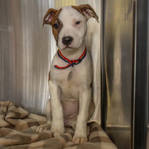 WAVE - Pit Bull Terrier available for adoption