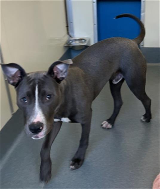 TORRO - Pit Bull Terrier available for adoption