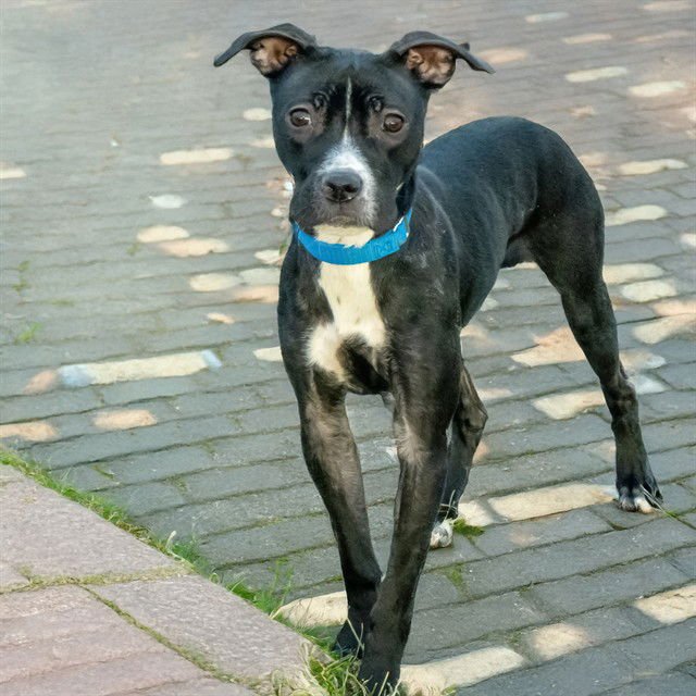 REMI - Pit Bull Terrier available for adoption