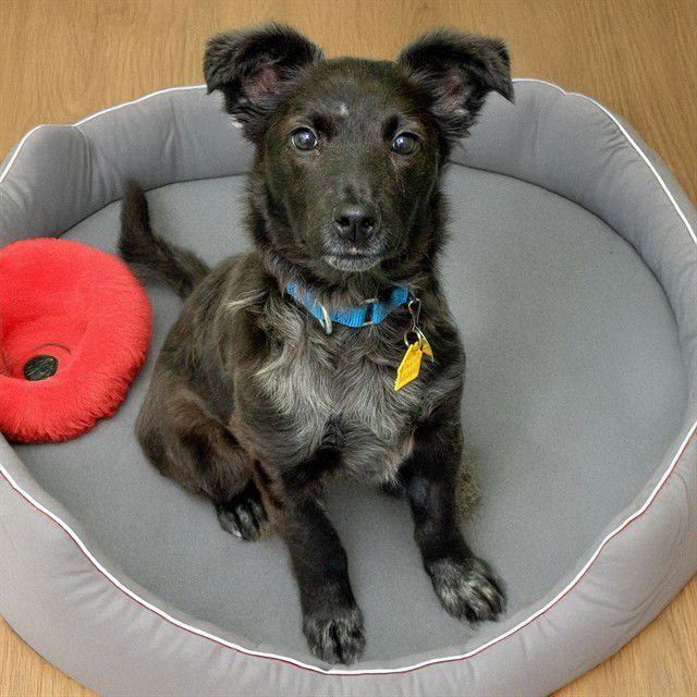 CHURRO - Queensland Heeler / Labrador Retriever available for adoption