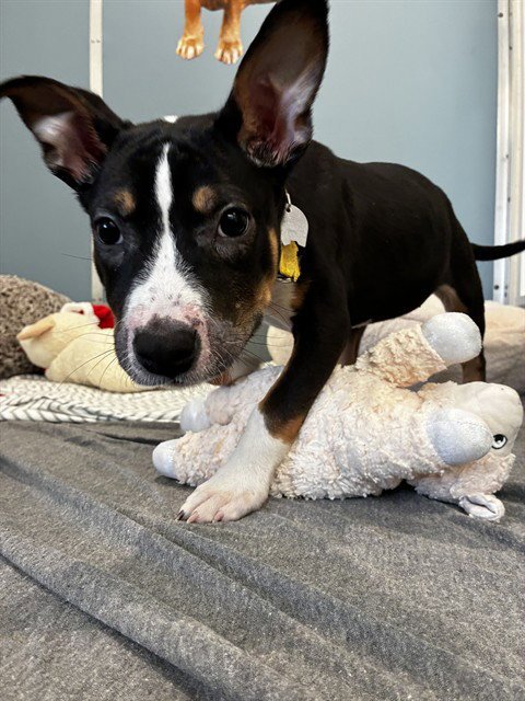 ZOEY - Pit Bull Terrier available for adoption