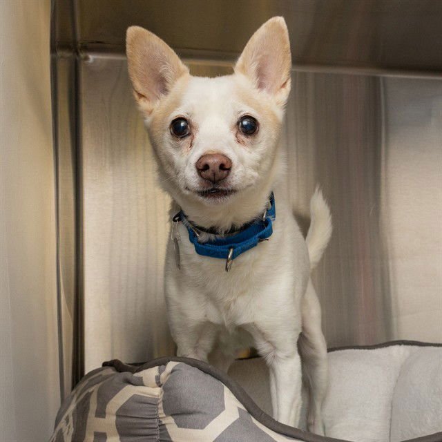 SKIPPY - Chihuahua / Parson Russell Terrier available for adoption