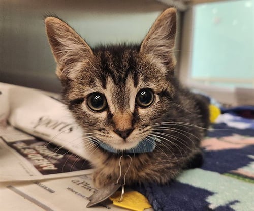 CHACHI - Domestic Short Hair available for adoption