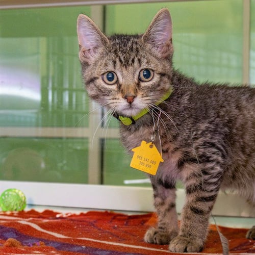 BELCH - Domestic Short Hair available for adoption