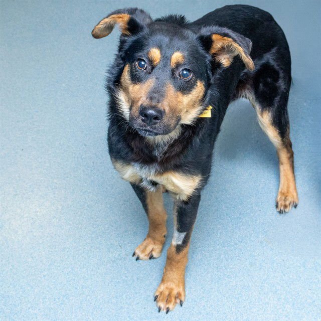 FAJITA - Labrador Retriever / English Coonhound available for adoption