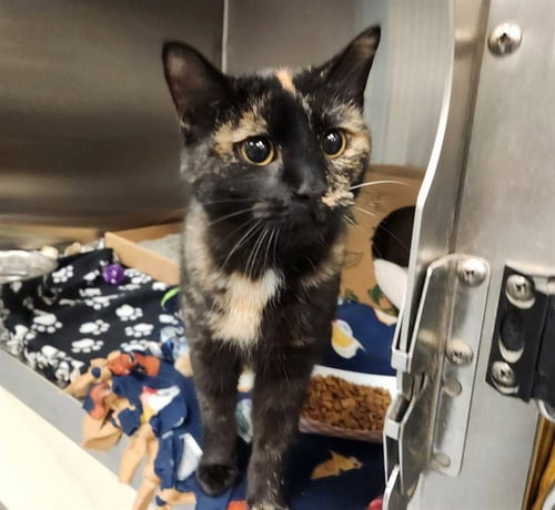 NEYTIRI - Domestic Short Hair available for adoption