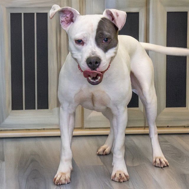 PATCHES - Pit Bull Terrier available for adoption