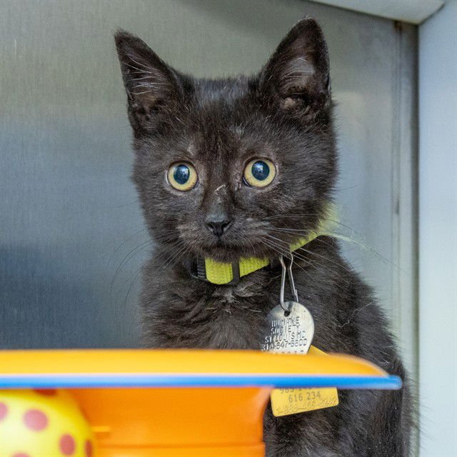 BARB - Domestic Short Hair available for adoption