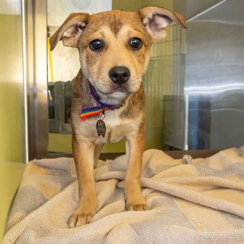 HOMER - Labrador Retriever available for adoption