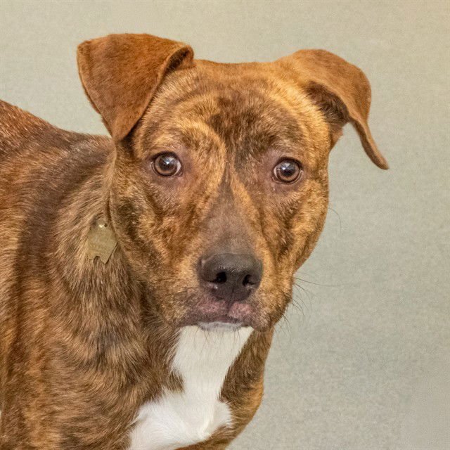 SWIRLS - Pit Bull Terrier available for adoption