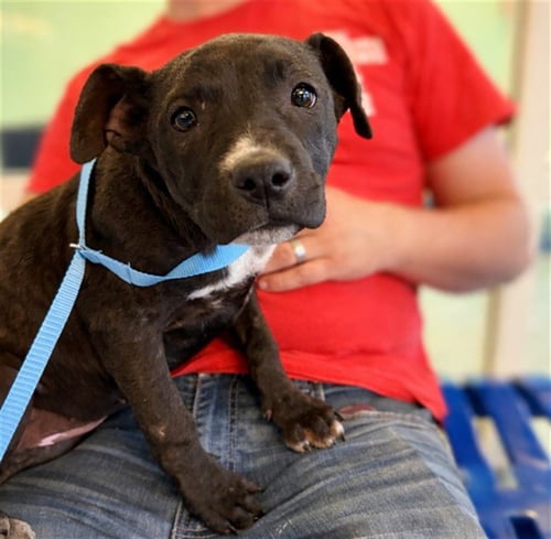 MIA - Labrador Retriever available for adoption
