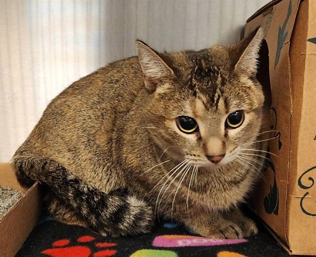 GOLDIE - Domestic Short Hair available for adoption